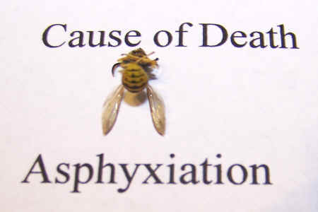Dead bee.jpg (283793 bytes)