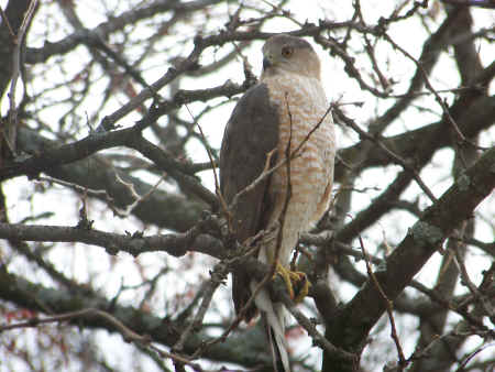 2010-03-24Hawk 003.jpg (1135216 bytes)