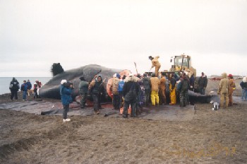 Bowhead Whale