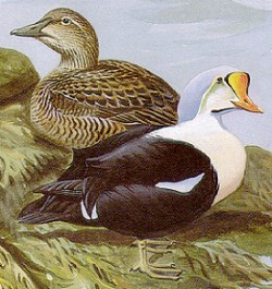 King Eider