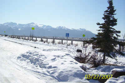Alaska-Spring 364.jpg (535124 bytes)