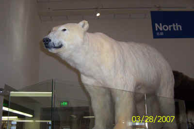 Alaska-Spring 379.jpg (496256 bytes)