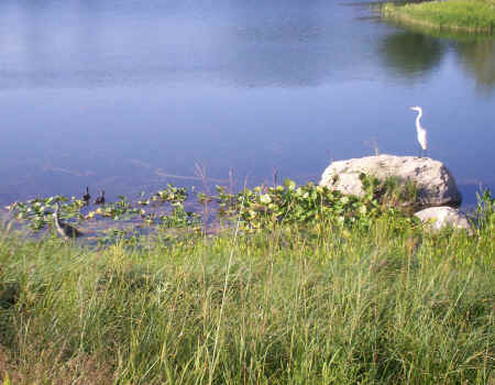 arboretum 017cr.jpg (766088 bytes)