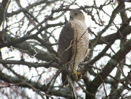 2010-03-24Hawk 003r.jpg (193513 bytes)