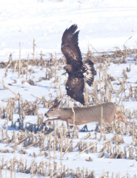 eagle-deer2.jpg (72692 bytes)