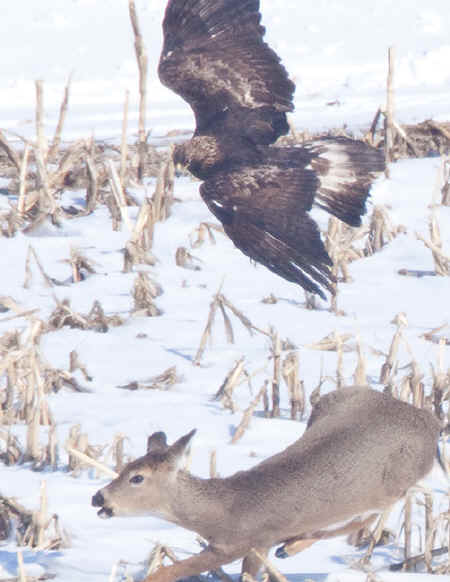 eagle-deer.jpg (91164 bytes)