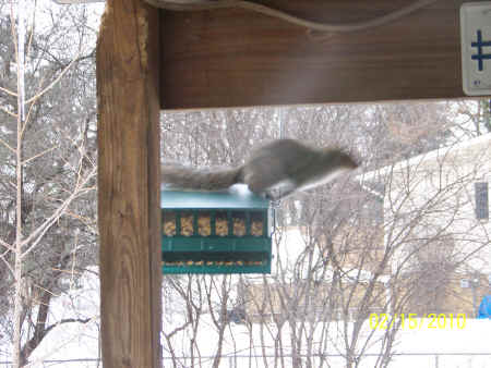 squirrel-jump 040.jpg (1388739 bytes)