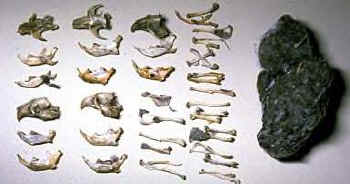 owl-pellet.jpg (16872 bytes)