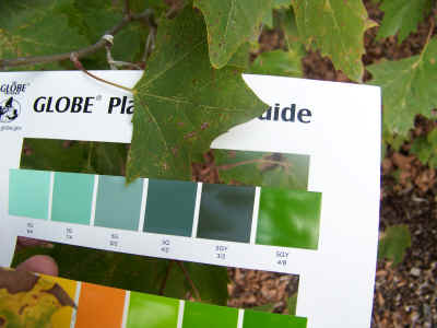 arboretum08-10-25 001.jpg (764582 bytes)