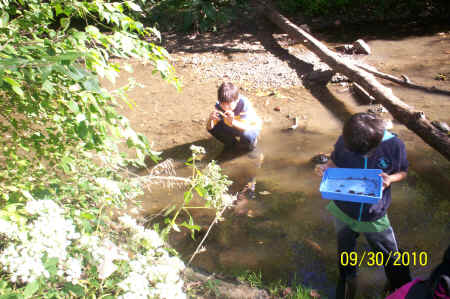 Rotts Creek 102.jpg (816988 bytes)