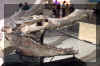 DCP_2056.JPG (158347 bytes)